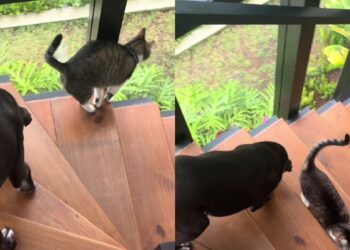 Gato guia cachorro cego degrau por degrau e prova que amor não precisa de palavras