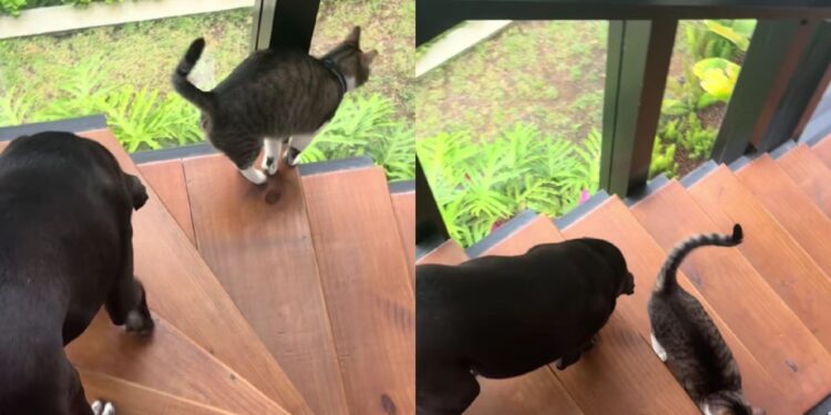 Gato guia cachorro cego degrau por degrau e prova que amor não precisa de palavras