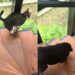 Gato guia cachorro cego degrau por degrau e prova que amor não precisa de palavras