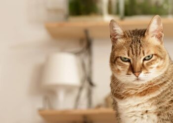 Se o seu gato abana a cauda assim, pode ser um aviso claro de irritação que muita gente ignora