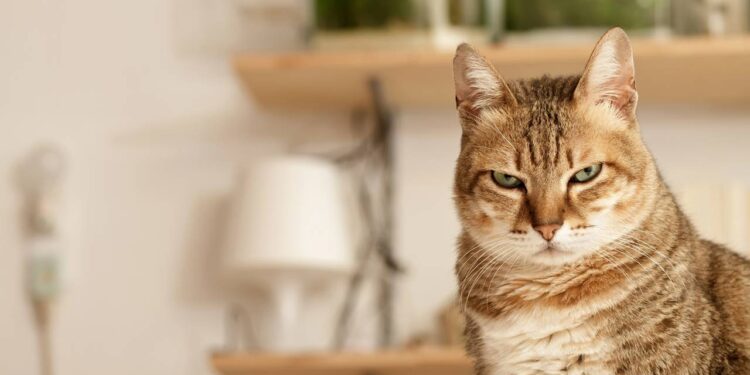 Se o seu gato abana a cauda assim, pode ser um aviso claro de irritação que muita gente ignora