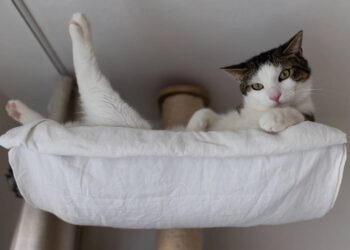 Por que os gatos gostam tanto de lugares altos e o que isso revela sobre instinto e segurança