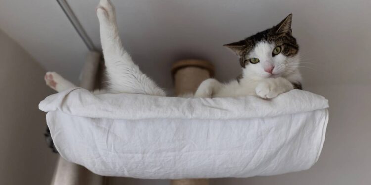 Por que os gatos gostam tanto de lugares altos e o que isso revela sobre instinto e segurança