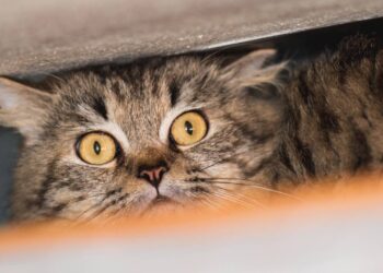 A audição ultra-afiada que permite ao seu gato ouvir o que corre dentro das paredes