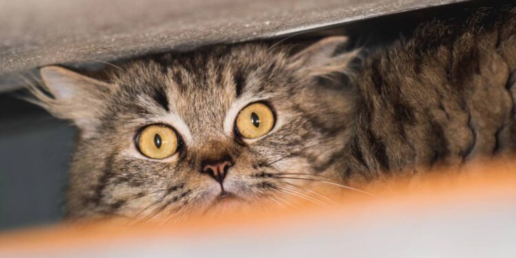 A audição ultra-afiada que permite ao seu gato ouvir o que corre dentro das paredes