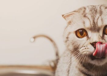 O ponto cego dos felinos e o motivo para o seu gato parecer perdido com a comida no chão