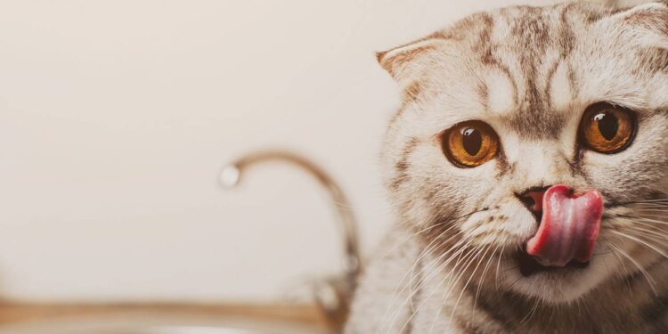 O ponto cego dos felinos e o motivo para o seu gato parecer perdido com a comida no chão