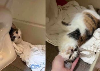 Gatinho assustado vivia escondido e pronto para fugir, até que algo mudou completamente sua vida