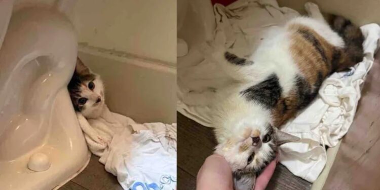 Gatinho assustado vivia escondido e pronto para fugir, até que algo mudou completamente sua vida