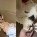 Gatinho assustado vivia escondido e pronto para fugir, até que algo mudou completamente sua vida