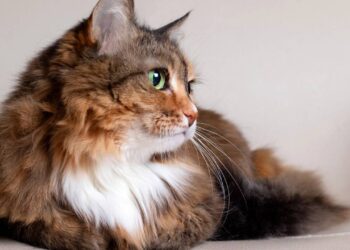 A genética que faz do gato de três cores um verdadeiro milagre da biologia