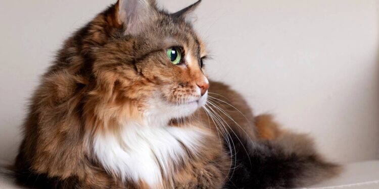 A genética que faz do gato de três cores um verdadeiro milagre da biologia