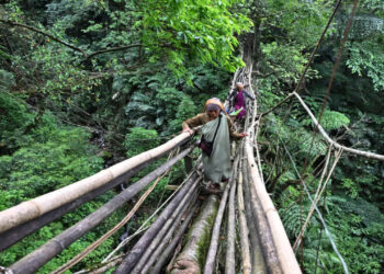 Pontes de raízes vivas em um dos lugares mais chuvoso do mundo chegam a 700 anos e desafiam engenharia moderna