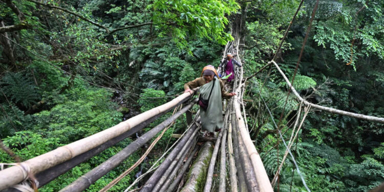 Pontes de raízes vivas em um dos lugares mais chuvoso do mundo chegam a 700 anos e desafiam engenharia moderna