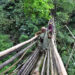 Pontes de raízes vivas em um dos lugares mais chuvoso do mundo chegam a 700 anos e desafiam engenharia moderna