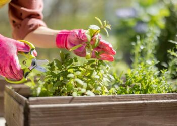 Jardim perfumado e sem formigas: conheça as plantas que funcionam como repelentes naturais