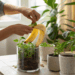 O truque da casca de banana que pode transformar a saúde das plantas em poucos dias