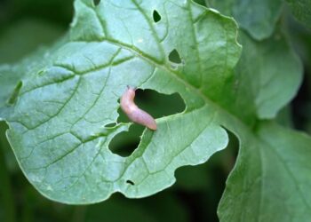 As folhas apareceram cheias de furos? O motivo pode estar escondido na terra úmida do seu jardim