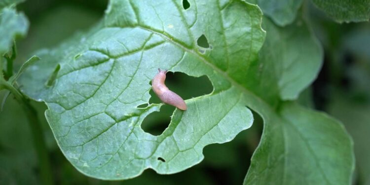 As folhas apareceram cheias de furos? O motivo pode estar escondido na terra úmida do seu jardim
