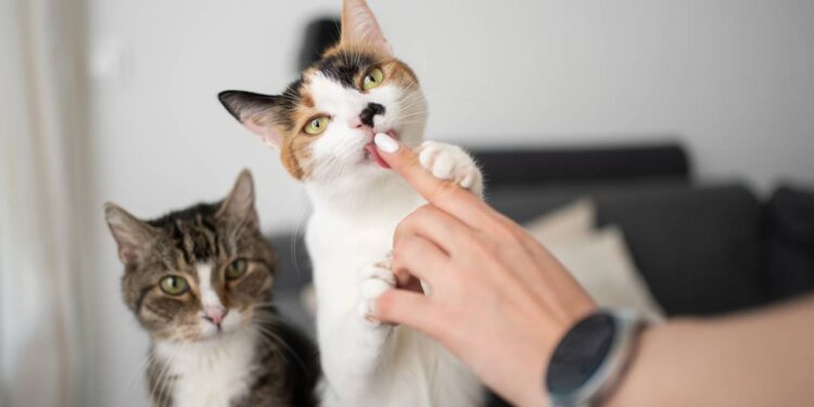 O motivo curioso por trás da língua áspera do gato que parece uma lixa de unha