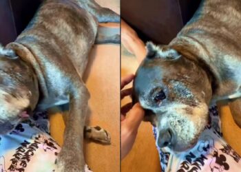 Ator se despede de cachorrinha e emociona ao falar sobre amor que continua