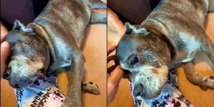 Ator se despede de cachorrinha e emociona ao falar sobre amor que continua