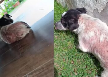 Cadela medrosa revela pequeno milagre e transforma vida de adotante com surpresa emocionante