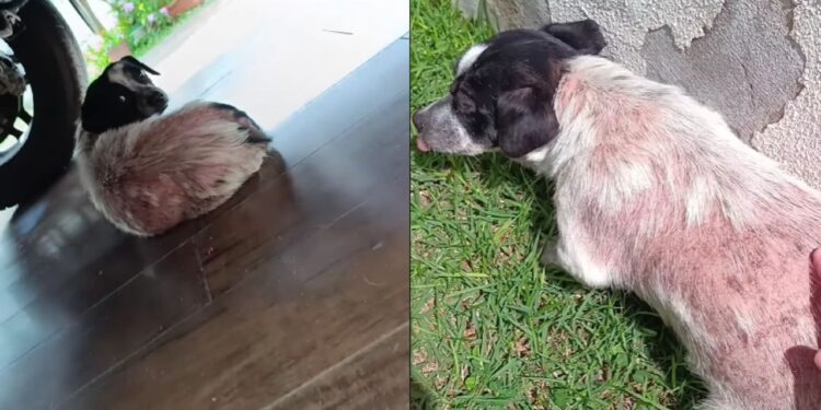 Cadela medrosa revela pequeno milagre e transforma vida de adotante com surpresa emocionante