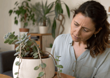 Para salvar suas suculentas murchas, veja o que fazer antes que as folhas caiam e planta morra