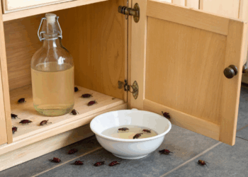 Besouros no armário surgem por um erro comum e o vinagre pode resolver sem esforço