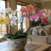 Como plantar orquídeas em casa sem matar a planta nas primeiras semanas