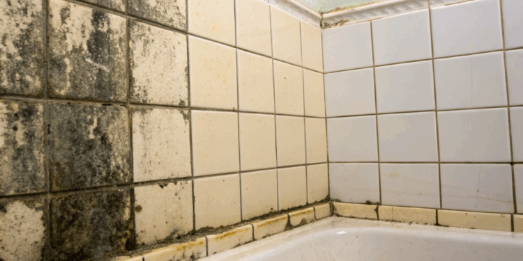 Perigo silencioso como o vapor pós-banho favorece manchas e mofo no seu banheiro