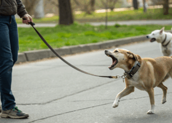 Seu cachorro avança nos outros cães na hora do passeio? Saiba oque pode ser e como agir