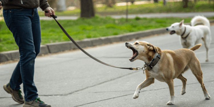 Seu cachorro avança nos outros cães na hora do passeio? Saiba oque pode ser e como agir