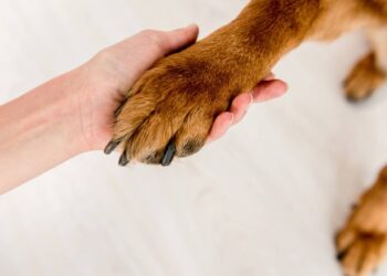 O mistério do chulé do seu cão e o motivo real por trás desse aroma peculiar