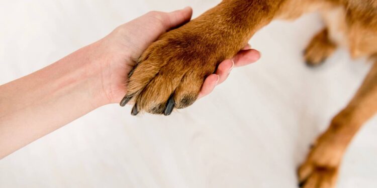 O mistério do chulé do seu cão e o motivo real por trás desse aroma peculiar