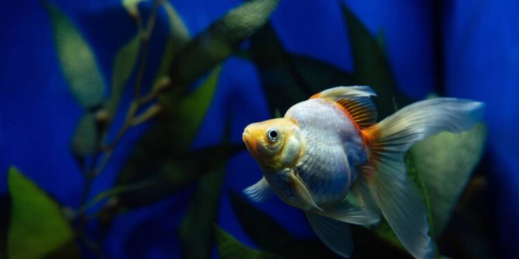 A mentira da memória de 3 segundos dos peixes que todo mundo acreditou por muito tempo