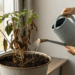 Erro que mata suas plantas em casa e como evitá-lo sem sofrimento