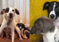 Filhotes salvos com a mãe vivem nova dor ao serem devolvidos e cena comove até quem tenta ser forte