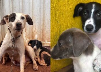 Filhotes salvos com a mãe vivem nova dor ao serem devolvidos e cena comove até quem tenta ser forte