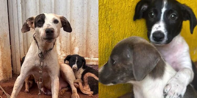 Filhotes salvos com a mãe vivem nova dor ao serem devolvidos e cena comove até quem tenta ser forte