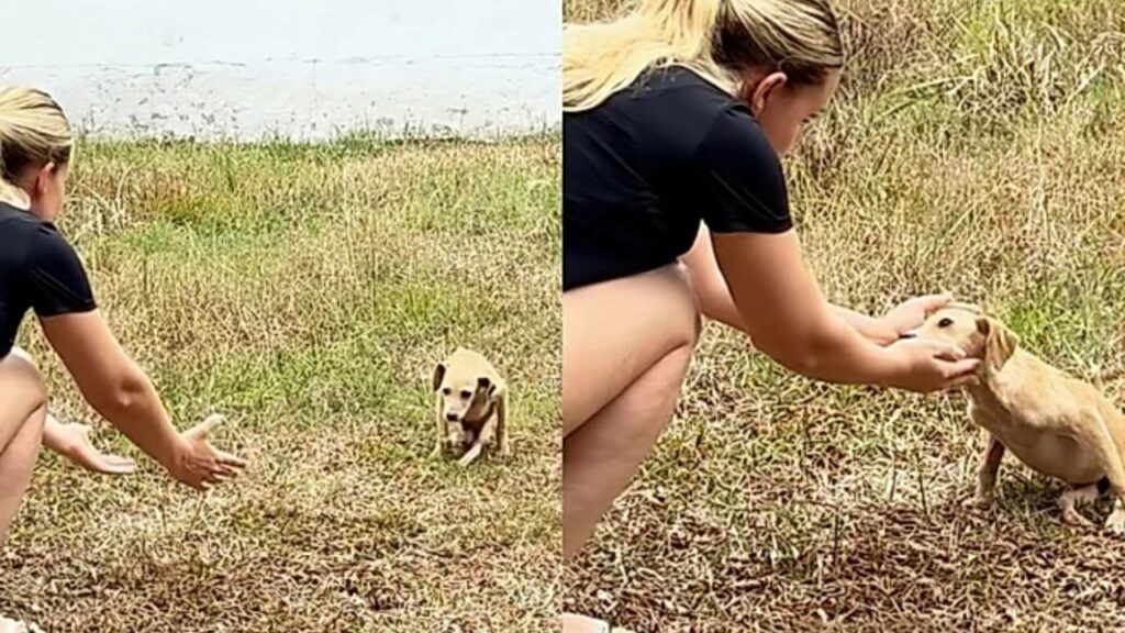 pet com deficiência 