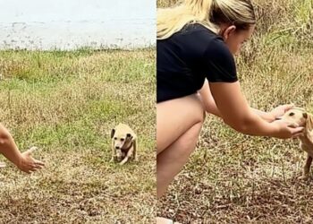 Filhotinha abandonada sem conseguir andar emociona ao se arrastar para sobreviver