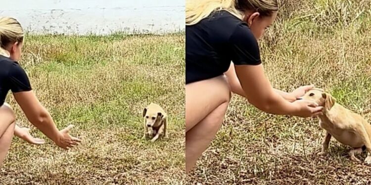 Filhotinha abandonada sem conseguir andar emociona ao se arrastar para sobreviver