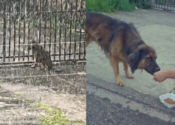 Cachorro é expulso de casa por motivo inacreditável e continua esperando do lado de fora