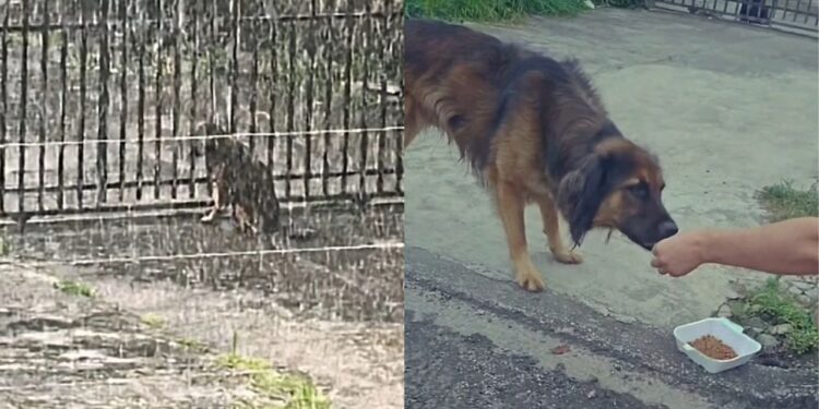 Cachorro é expulso de casa por motivo inacreditável e continua esperando do lado de fora