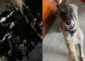 Cachorra é encontrada presa no asfalto coberta de piche e resgate emocionante mobiliza voluntários