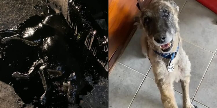 Cachorra é encontrada presa no asfalto coberta de piche e resgate emocionante mobiliza voluntários