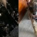 Cachorra é encontrada presa no asfalto coberta de piche e resgate emocionante mobiliza voluntários