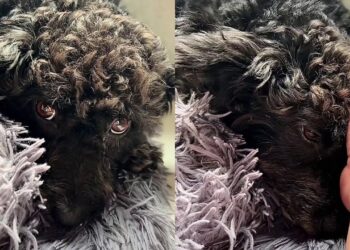 Cadelinha fica triste após ver amiga de rua ser levada para abrigo e história emociona a internet